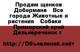 Продам щенков Добермана - Все города Животные и растения » Собаки   . Приморский край,Дальнереченск г.